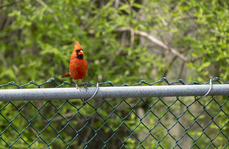 Deer Fence Installation in Pearland, TX