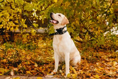 Keep Pets Safe on Your Property!